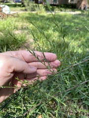 Symphyotrichum dumosum