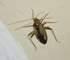 Adelphocoris suturalis