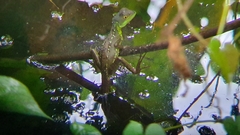 Basiliscus plumifrons