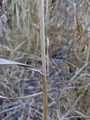 Phalaris aquatica