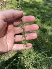 Symphyotrichum dumosum