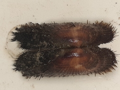 Barbatia barbata