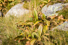 Gentiana lutea