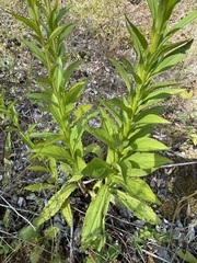 Digitalis lutea