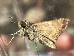 Atalopedes campestris