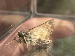 Atalopedes campestris