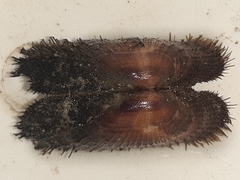 Barbatia barbata