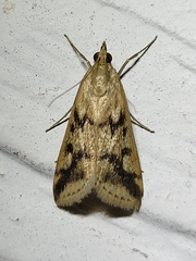 Achyra bifidalis