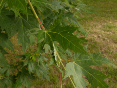 Dasineura aceris