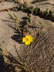 Camissoniopsis cheiranthifolia