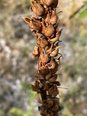 Digitalis lutea