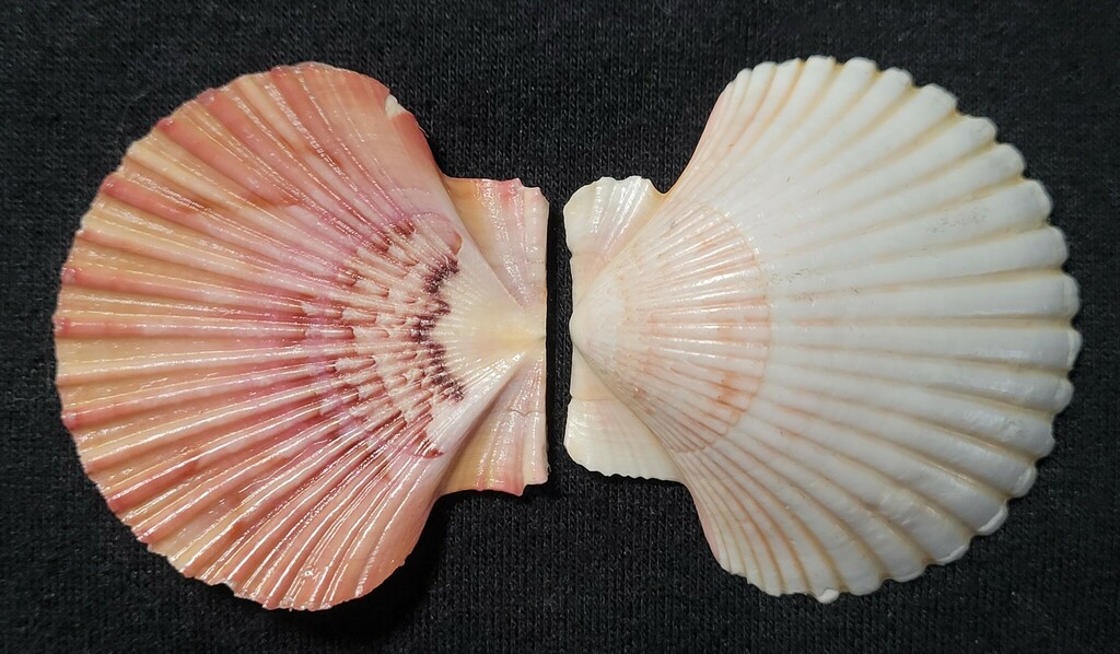 Ravenel's Scallop