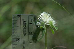 Gomphrena nitida