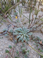 Camissoniopsis cheiranthifolia