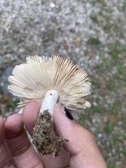 Russula amoenolens