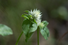 Gomphrena nitida