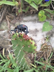 Cactophagus spinolae