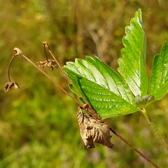 Fragaria viridis