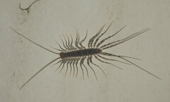 Scutigeridae