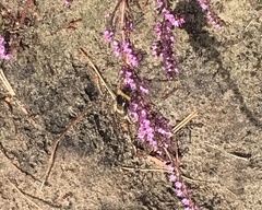 Bombus lucorum