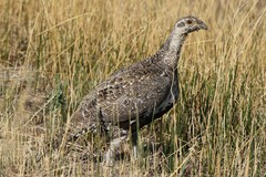 Centrocercus urophasianus