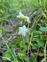 Moneses uniflora
