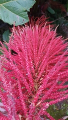 Gunnera insignis