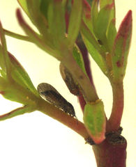 Blastopsylla occidentalis