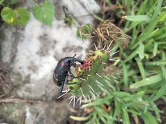 Cactophagus spinolae