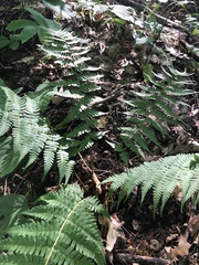 Dryopteris clintoniana