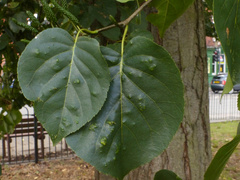 Acalitus brevitarsus