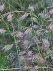 Bouteloua chondrosioides