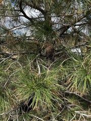 Pinus ponderosa