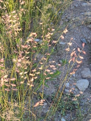 Bouteloua chondrosioides