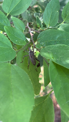 Leptoglossus oppositus