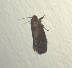 Cryptaspasma