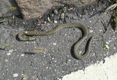 Natrix tessellata