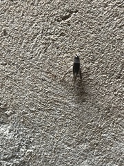 Velarifictorus micado