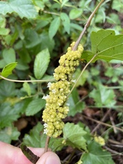 Cuscuta