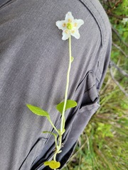 Moneses uniflora