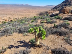 Tylecodon paniculatus