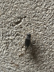 Velarifictorus micado