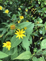 Helianthus decapetalus