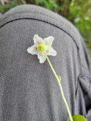 Moneses uniflora