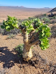 Tylecodon paniculatus
