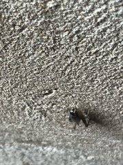 Velarifictorus micado