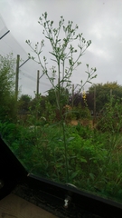 Erigeron floribundus