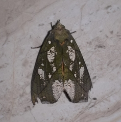 Eudocima hypermnestra