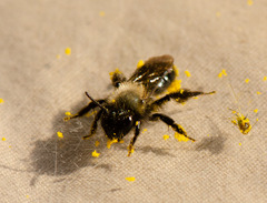 Osmia