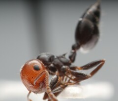 Crematogaster scutellaris